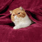 Fleece Kuscheldecke
