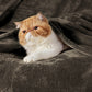 Fleece Kuscheldecke