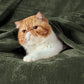Fleece Kuscheldecke