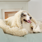 Wasserdichte Hundedecke