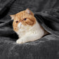 Fleece Kuscheldecke
